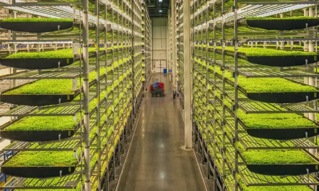 Urban Microgreens
