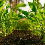 Sustainable Agriculture Pipeline