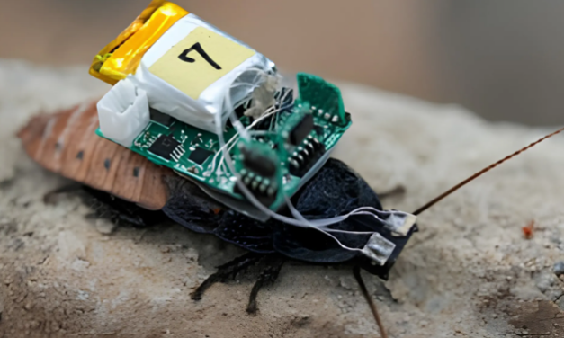 Bio-Hybrid Robotics in Search and Rescue