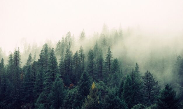 Afforestation Carbon Sequestration Limits Emerge