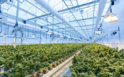 Statewide Cannabis Education Expansion
